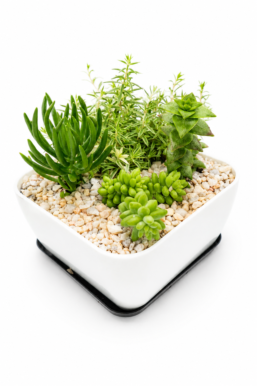 Cascading Desert Mix