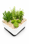 Cascading Desert Mix