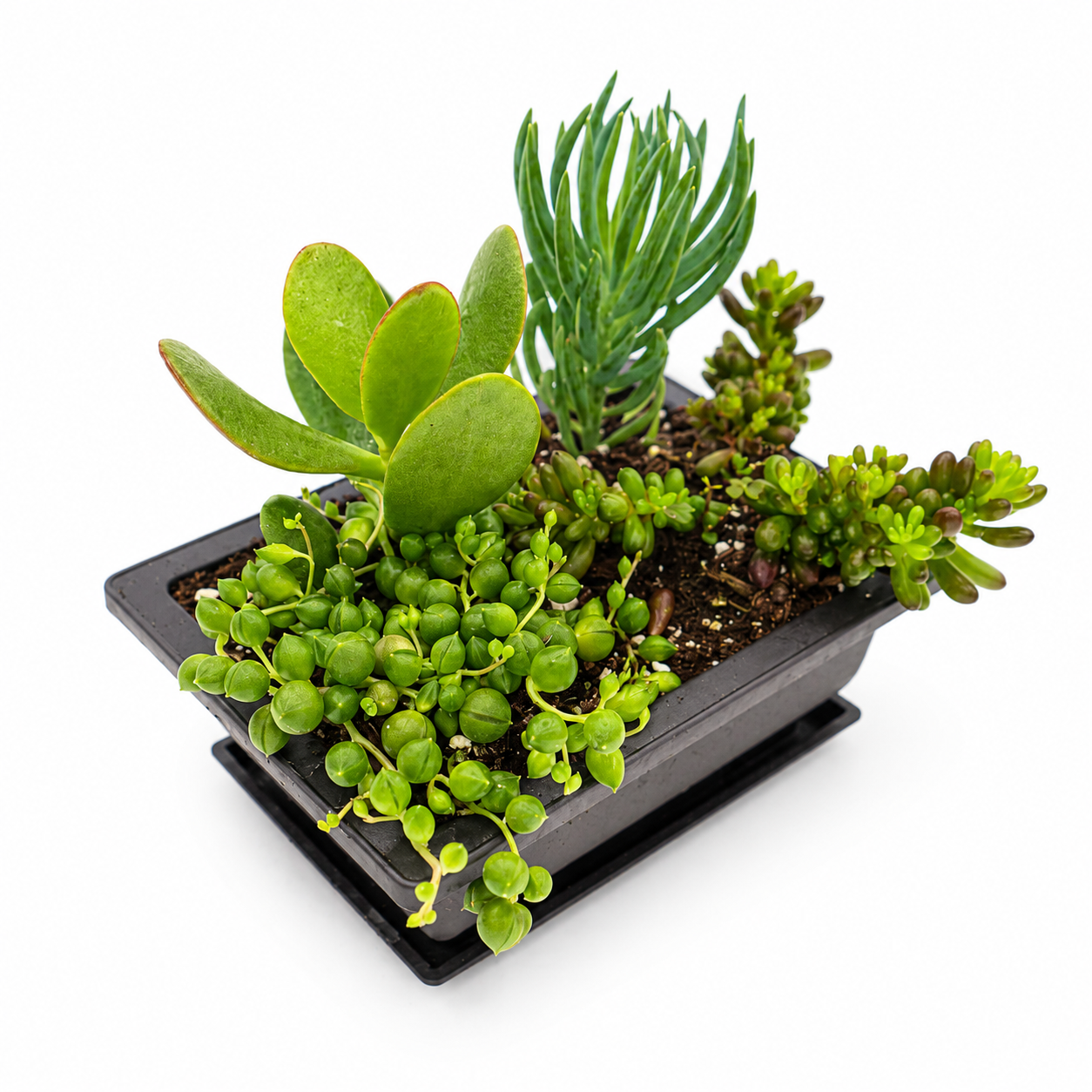 Evergreen Cascade Collection