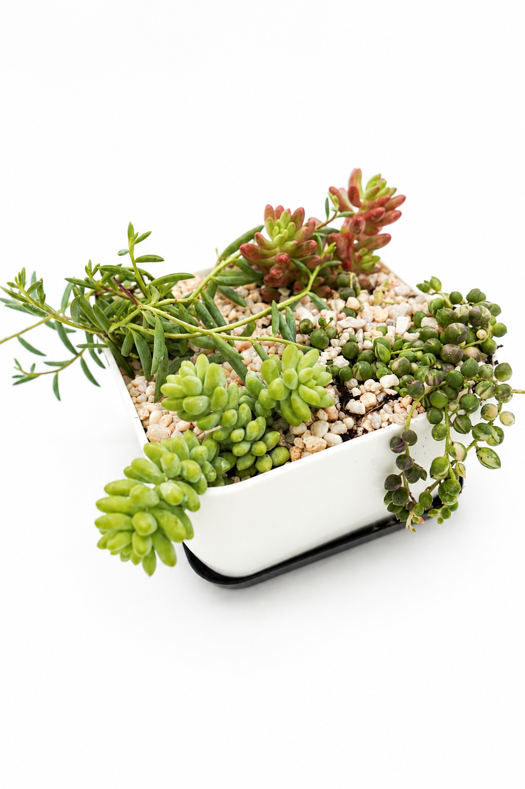 Trailing Candy Garden