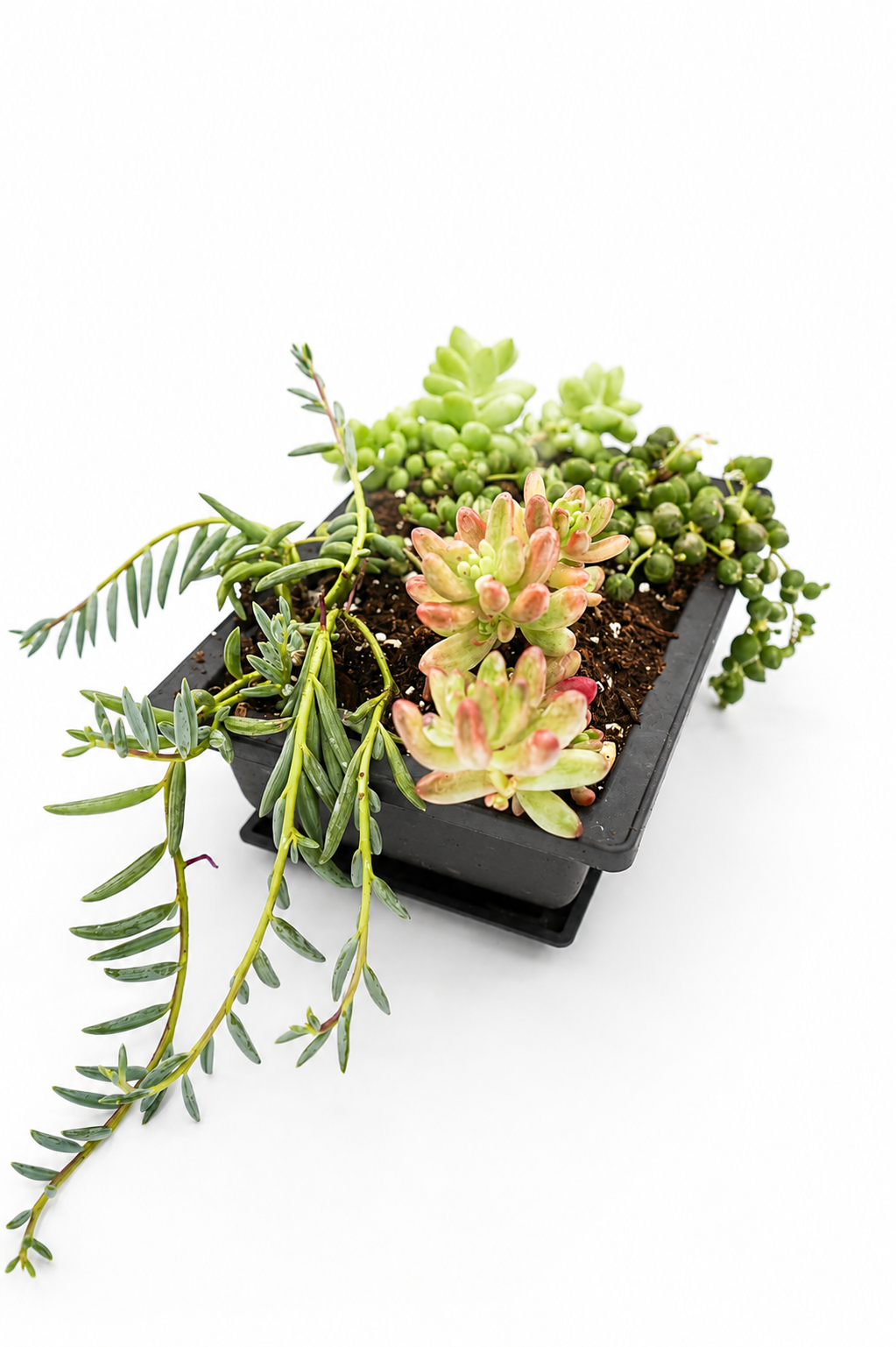 Trailing Candy Garden