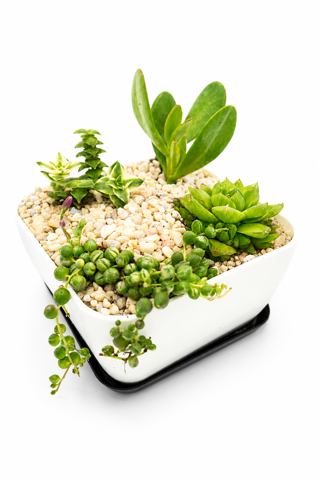 Variegated Harmony Bundle