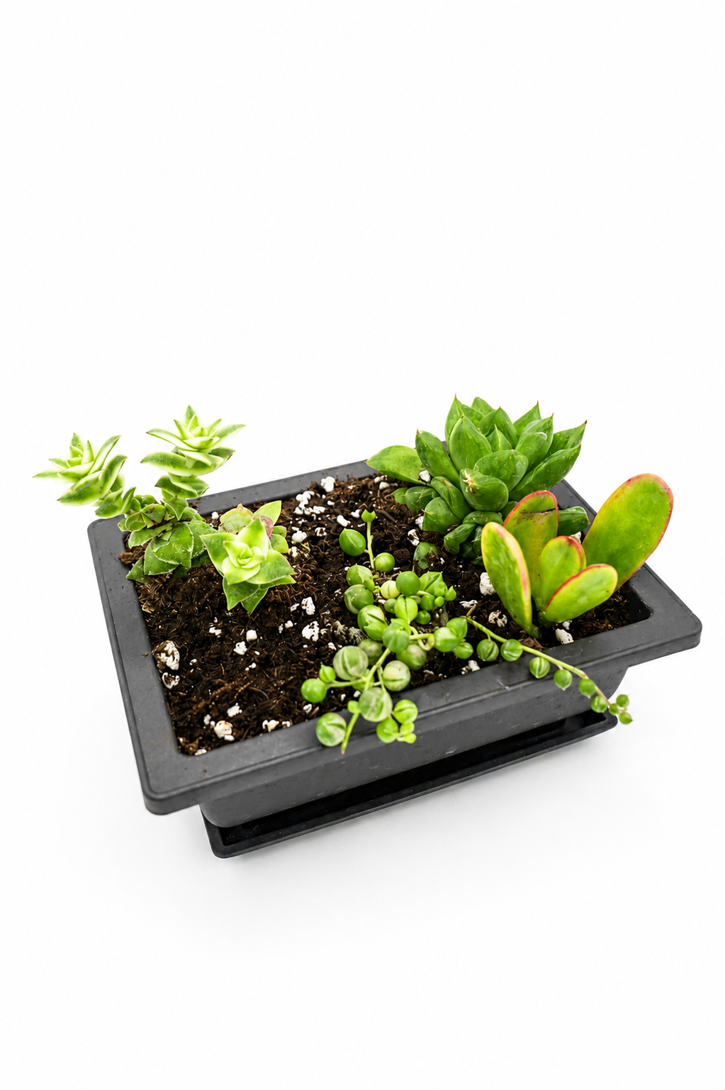 Variegated Harmony Bundle